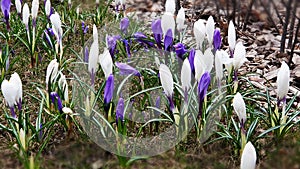 Crocus  flowers blossom in park .Asparagaceae floral Scilla siberica is a species of floweri