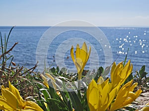 Crocus flowers on the blue aegean sea background