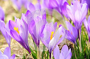 Crocus flowers close up