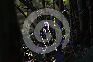 Crocus flowers in a deep dark forest at sunrise