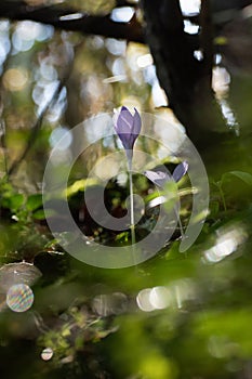 Crocus flowers in a deep dark forest at sunrise