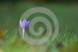 Crocus flowers in a deep dark forest at sunrise