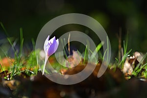 Crocus flowers in a deep dark forest at sunrise