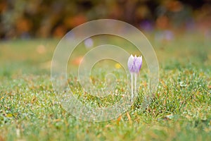 Crocus flowers in a deep dark forest at sunrise