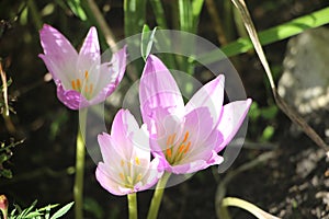 Crocus flowers in the early sping. First blooming spring blossoms