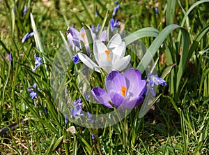 crocus flowers in the garden