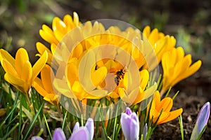 Crocus flowers in garden