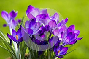 crocus flowers in the garden - spring flowers