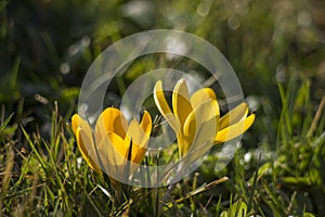 crocus flowers in the garden - spring flowers