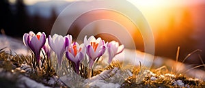 Crocus Flowers Glowing at Sunset in a Snowy Mountain Landscape
