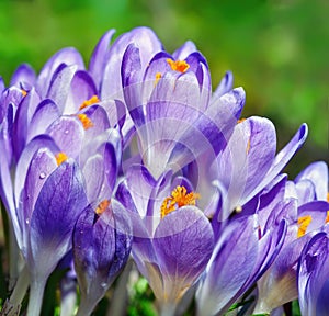 Crocus flowers growing in the spring garden