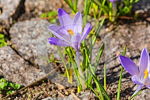 Crocus flowers growing