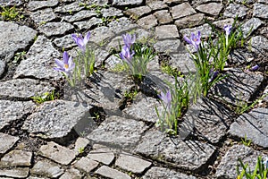 Crocus flowers growing