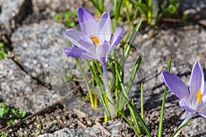 Crocus flowers growing