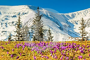 Crocus flowers in the high mountains and spring landscape,Fagaras,Carpathians,Romania photo
