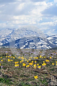 Crocus flowers and mountain peak covered with snow