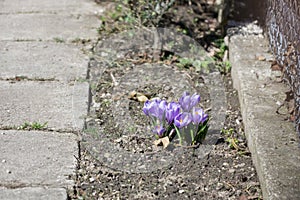 Crosus flowers and other spring flowers in grass in garden.