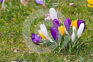 Crocus flowers in a park