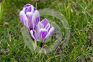 Crocus flowers in a park