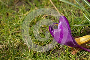 Crocus flowers in a park