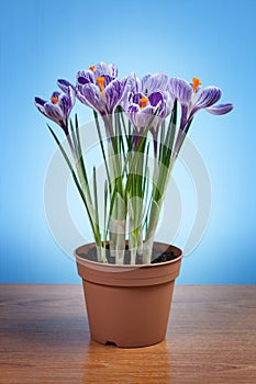 Crocus flowers in a pot