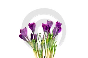 Crocus flowers in a pot with soil. On a white isolated background. Spring flower, purple,