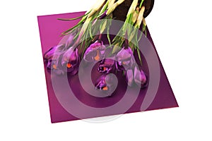 Crocus flowers in a pot with soil. On a white isolated background. Spring flower, purple, flower garden. Rose. Geocinth. irises. photo