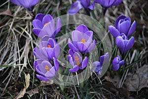 Crocus Flowers