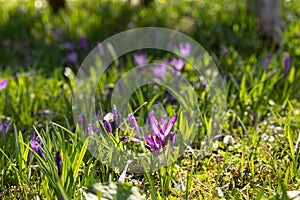 Crocus Flowers. Saffron bloom. Crocus. Spring.