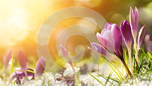 Crocus flowers in snow awakening in warm sunlight