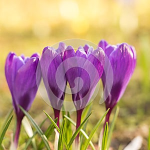 Crocus flowers in spring