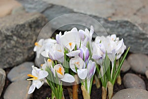 Crocus flowers spring bloom in the garden