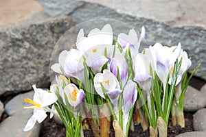 Crocus flowers spring bloom in the garden