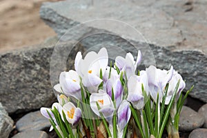 Crocus flowers spring bloom in the garden