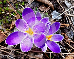 Crocus flowers in spring. Blooming crocus vernus flower.