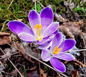 Crocus flowers in spring. Blooming crocus vernus flower.