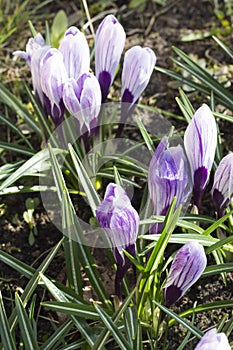 Crocus flowers, spring flowers. lilac flowers, blossoming flowers