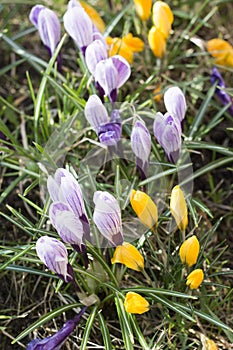 Crocus flowers, spring flowers. lilac flowers, blossoming flowers