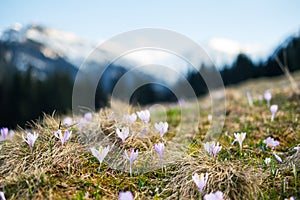 Crocus flowers on spring High Tatras mountains