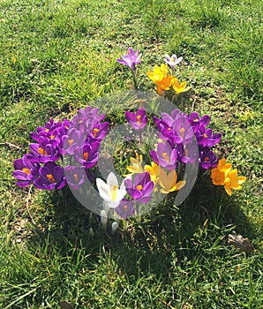 Crocus Flowers in the Spring