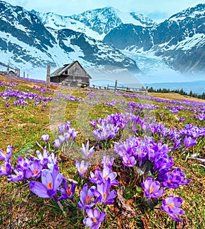 Crocus flowers on spring mountain and glacier