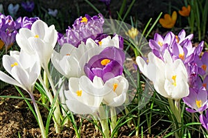 Crocus flowers in spring, Norway