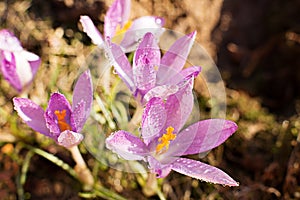 Crocus flowers spring with raindrops