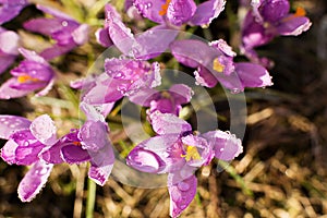 Crocus flowers spring with raindrops