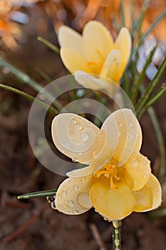 Crocus flowers spring with raindrops