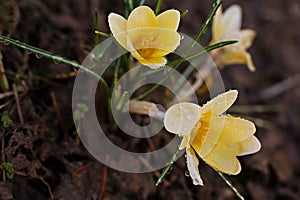 Crocus flowers spring with raindrops