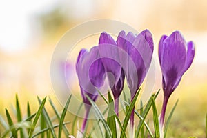 Crocus flowers photo