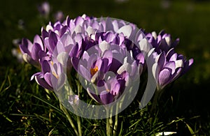 Crocus flowers in spring sunshine