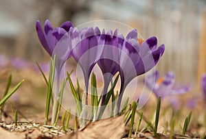 Crocus flowers