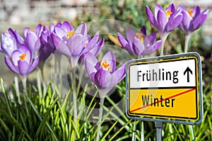 Crocus flowers spring winter sign